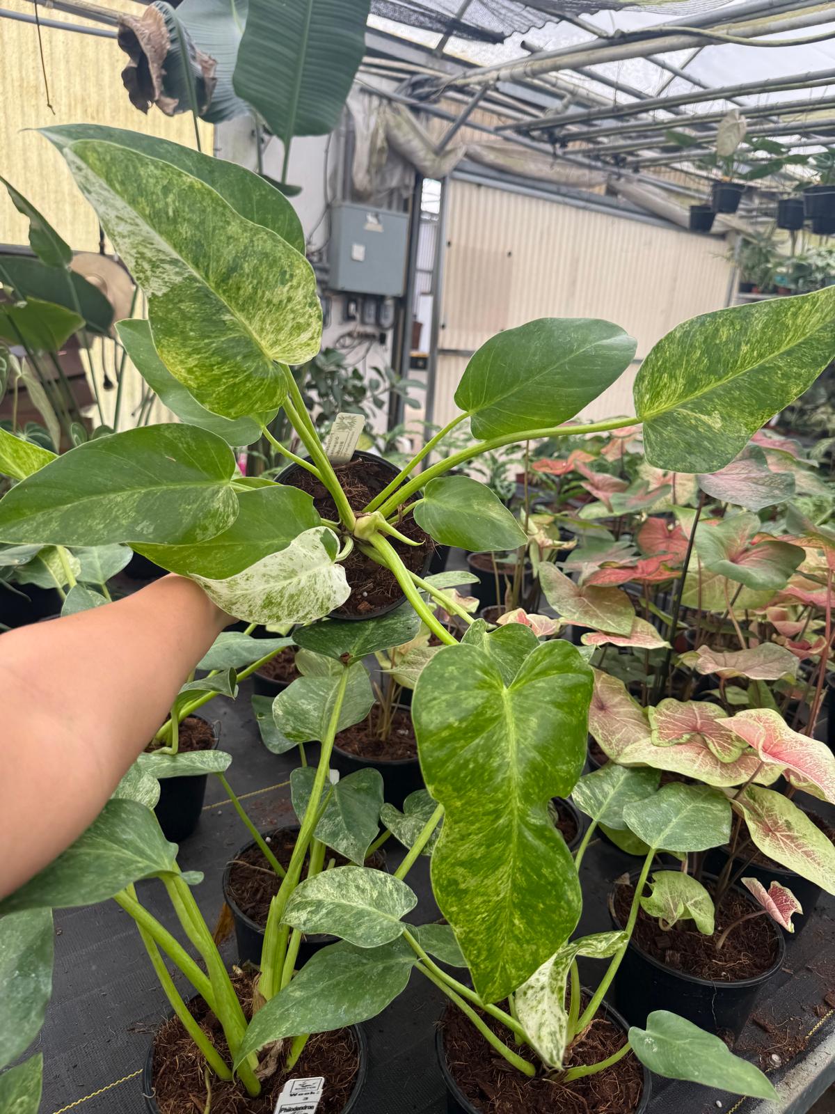 Philodendron Giganteum Blizzard – Rare Variegated Tropical Houseplant, Large Glossy Leaves, Collector’s Plant